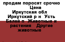 продам поросят срочно!!!!!!!!!!!!! › Цена ­ 4 500 - Иркутская обл., Иркутский р-н, Усть-Балей п. Животные и растения » Другие животные   